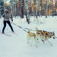 X Back Dog Sled Harness